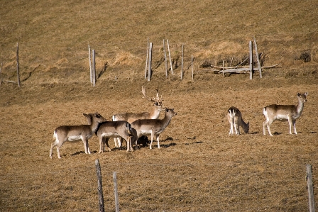 Wildlife wild deer herd Photo