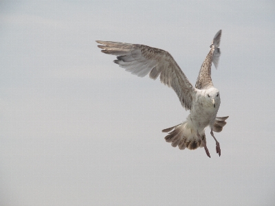 海 水 自然 鳥 写真