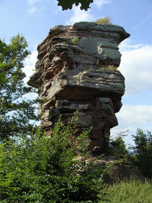 Tree rock old wall