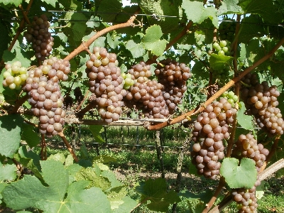 Nature plant grape vineyard Photo