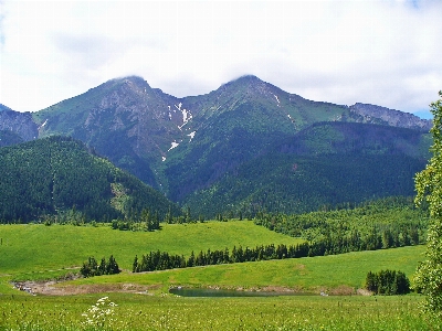 Zdjęcie Krajobraz drzewo natura las