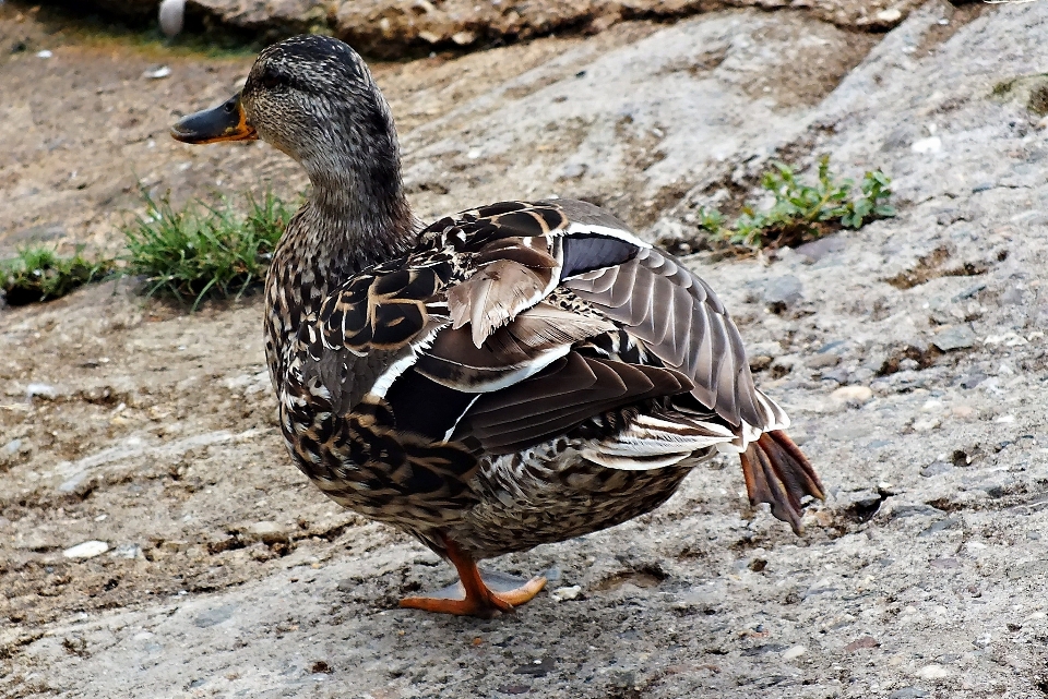 Wasser vogel flügel tier