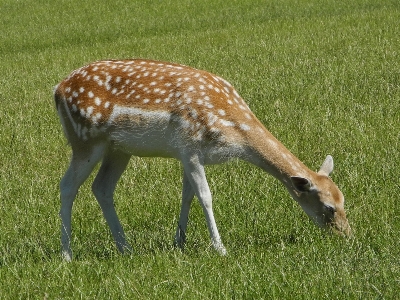 Meadow prairie wildlife grazing Photo