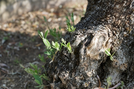 Baum natur wald anlage Foto