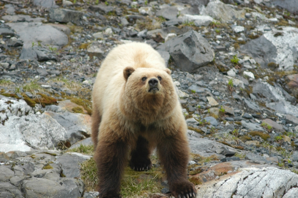 Nature ours faune sauvage