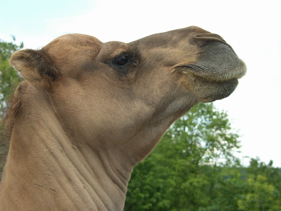 Naturaleza arena desierto zoo