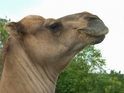 Nature sand desert zoo Photo