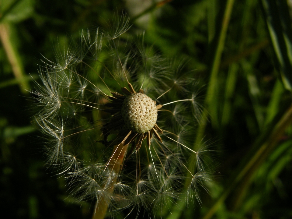 Drzewo natura trawa oddział