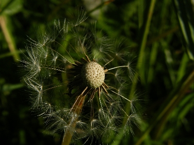 木 自然 草 ブランチ 写真