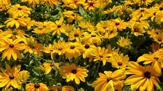 植物 草原
 花 花弁 写真