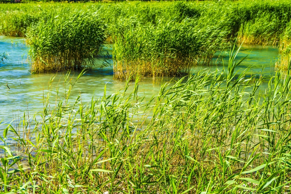 Acqua natura erba palude
