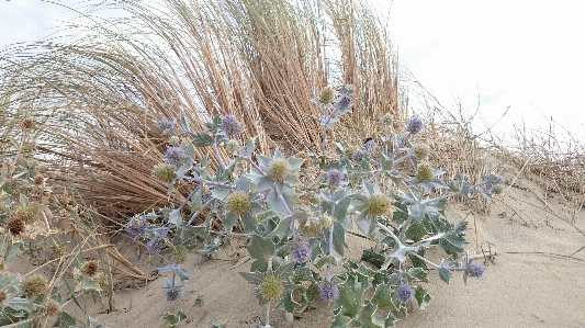 Beach sea tree nature Photo