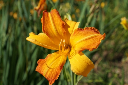 Blossom plant flower bloom Photo