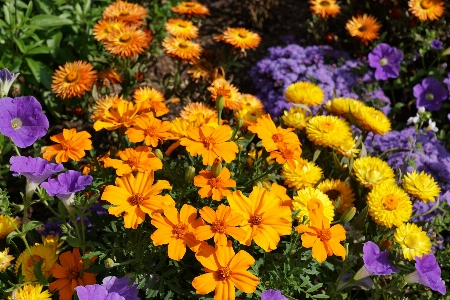 Nature plant meadow flower Photo