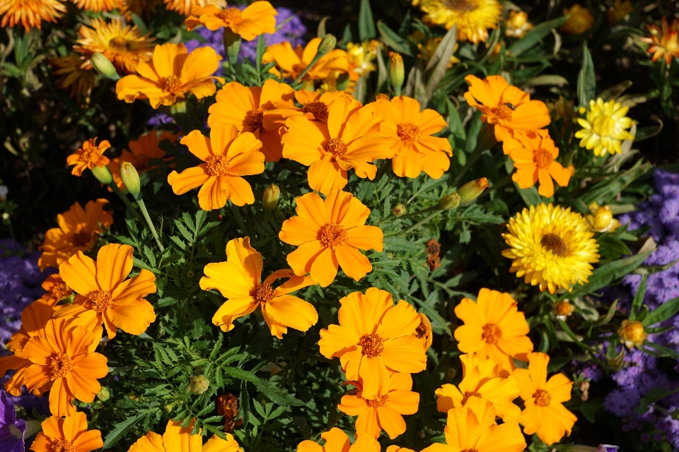 Nature plant meadow flower