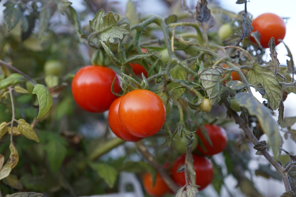 Anlage frucht blume essen