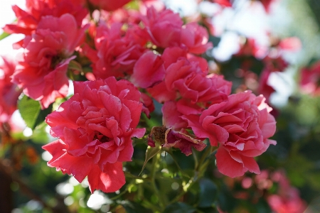 Blossom plant flower petal Photo