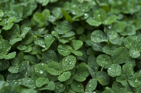 Plant rain leaf flower Photo