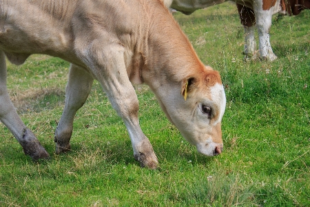 Nature grass farm meadow Photo