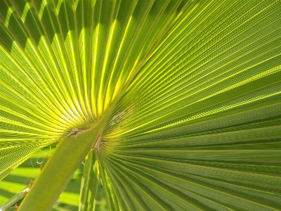 木 自然 草 ブランチ 写真