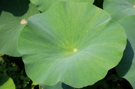 Nature plant leaf flower Photo