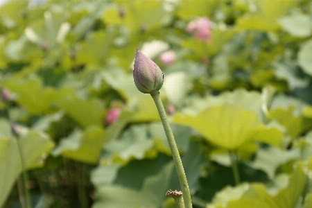 水 自然 花 植物 写真