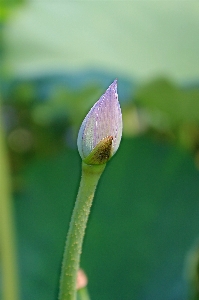 水 自然 花 植物 写真