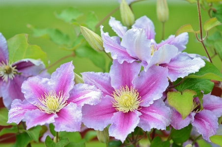 Nature blossom plant leaf Photo