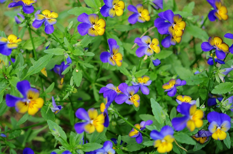 Natura fiore pianta prato
