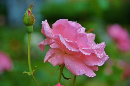 Nature blossom plant photography Photo