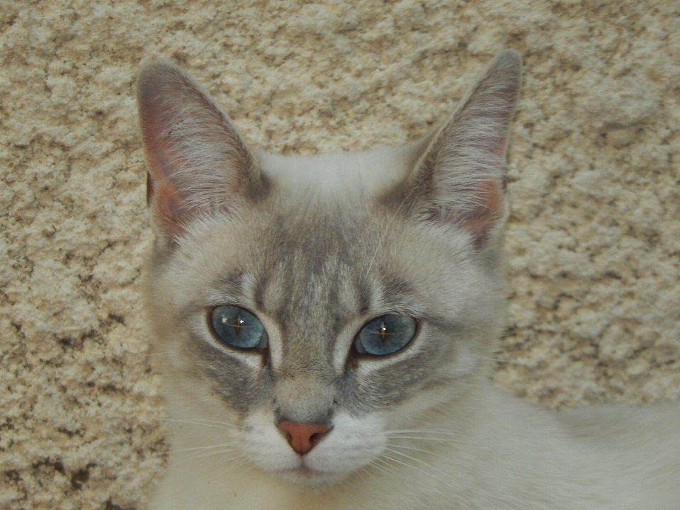 Chaton chat mammifère fauna