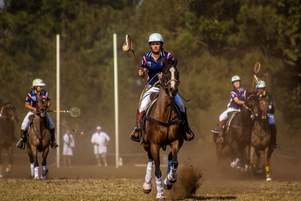 Sport animal horseback horse