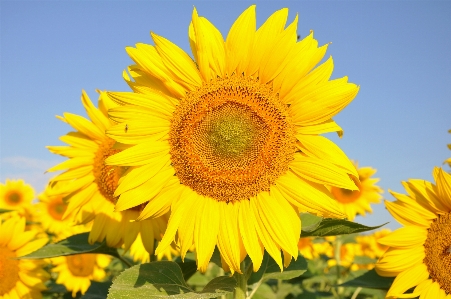 Foto Planta campo flor pétalo