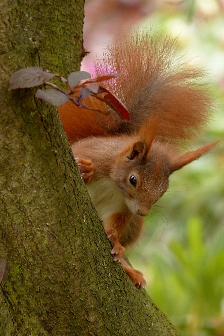 Arbre nature fleur animal