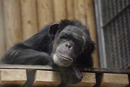 Animal recreation wildlife zoo Photo