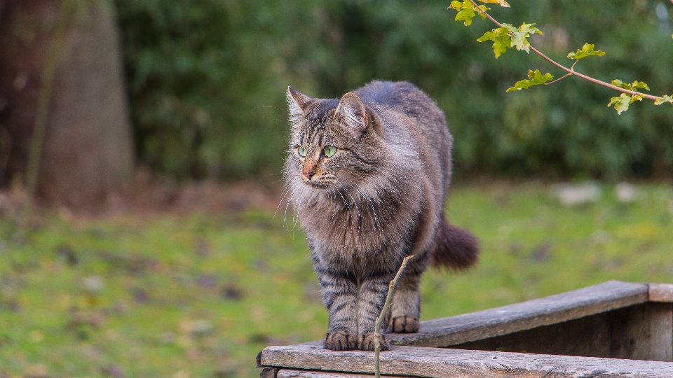 Naturaleza animal fauna silvestre gato