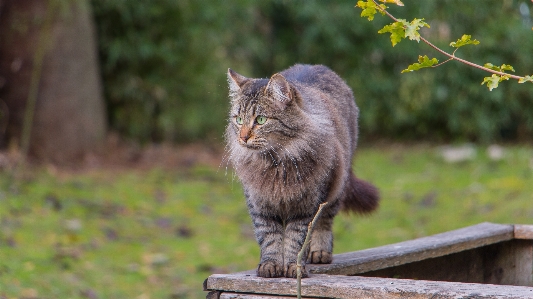 Foto Natura animale animali selvatici gatto