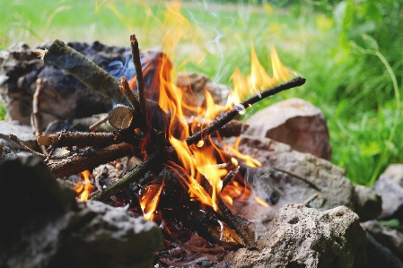 Nature outdoor wood leaf Photo