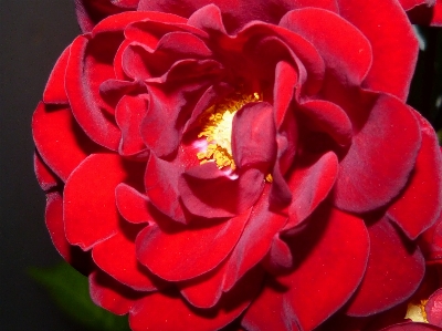 花 植物 夜 花弁 写真