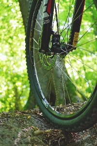 Nature forest path outdoor Photo