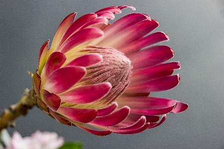 Foto Naturaleza florecer planta flor