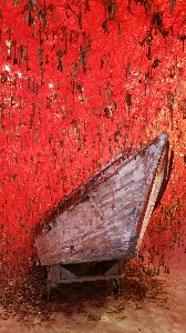 Tree plant wood boat Photo