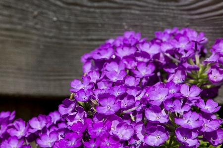 自然 花 フェンス 構造 写真