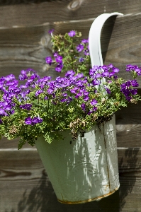 Nature blossom fence structure Photo