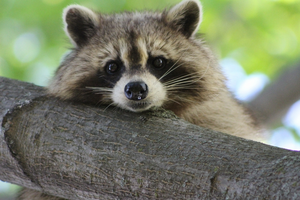 Natureza animal bonitinho animais selvagens