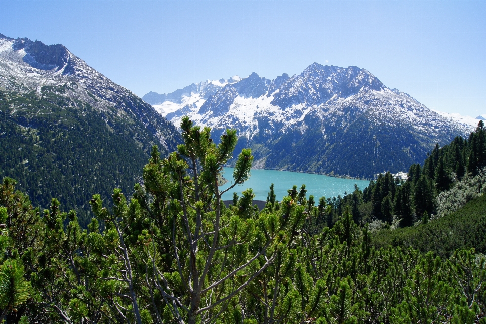 Albero acqua natura foresta