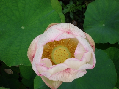 Blossom plant flower petal Photo