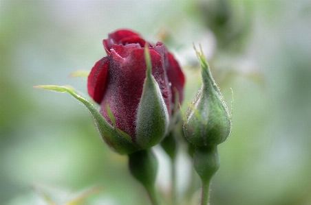 Nature blossom plant photography Photo