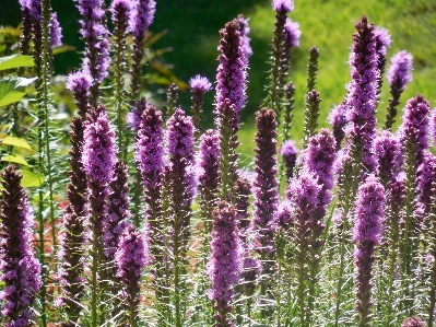 Nature blossom plant meadow Photo