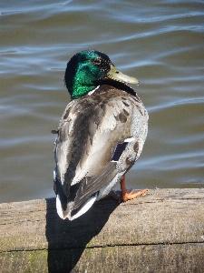 Water nature bird wing Photo